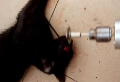 大阴户视频,探索神秘领域的真实面纱