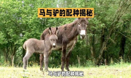 驴配种视频,自然繁衍的生动写照